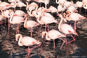 Blog-Le-Gourmand-Voyageur-Camargue-flamants roses