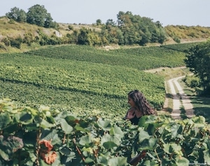 Blog Le Gourmand Voyageur - week-end en Berry - Vignes de Sancerre
